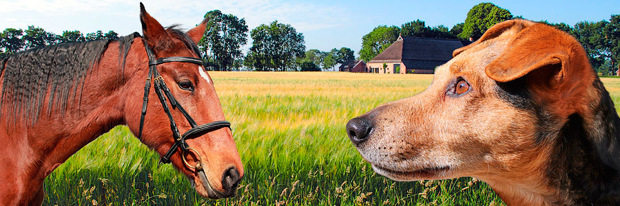 Tierhalterhaftpflicht – Landschaft mit Bauernhaus, Getreidefeld, Tiere – Pferd und Hund