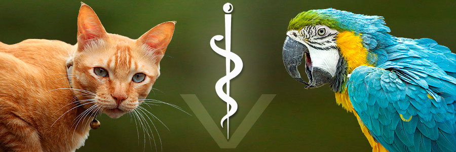 Tierkrankenversicherung – Zeichen für Veterinärmedizin, Äskulapstab, Schlange – Tiere, Katze und Papagei